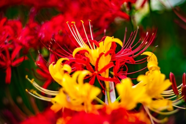 リコリスはどんなお花 彼岸花との違いや育て方 花言葉などをご紹介 ハナタク 花の定期便 サブスク紹介